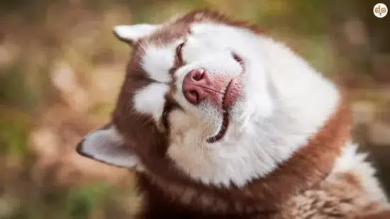 Husky schaut zufrieden