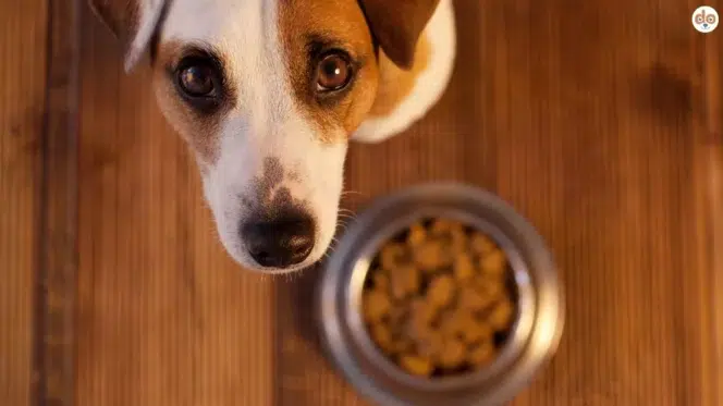 Jack Russell Terrier steht vor Futternapf und schaut mit Hundeblick in die Kamera, Wie gelingt eine Futterumstellung bei Hunden?