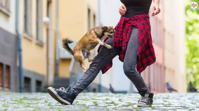Kleiner Hund springt übers Bein