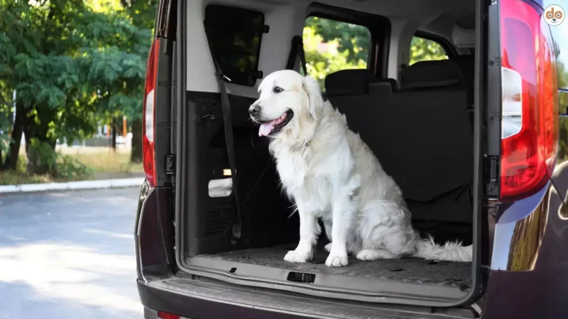 Studie gibt Aufschluss über die beste Platzwahl für Hunde bei der Autofahrt