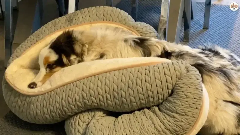 Hund nuckelt