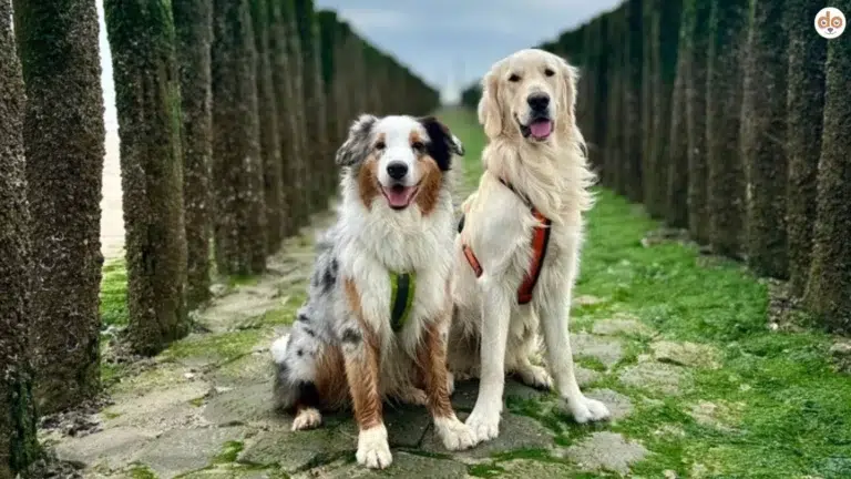 Mailo & Sunny schauen aufmerksam