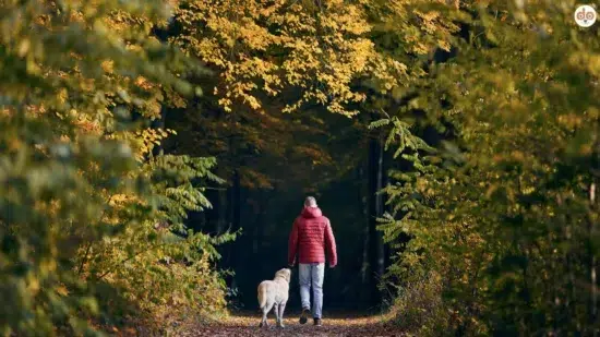 Mann läuft mit Hund in einem Naturpark Wald