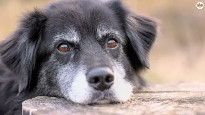 Älterer Hund stützt seinen Kopf auf einem Baumstumpf ab, Burnout bei Hunden
