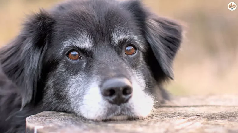 Wenn der Alltag zu viel wird: Burnout und Stress bei Hunden