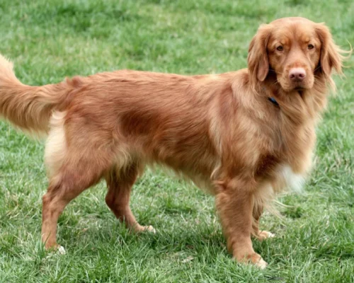 nova-scotia-duck-tolling-retriever-auf-wiese