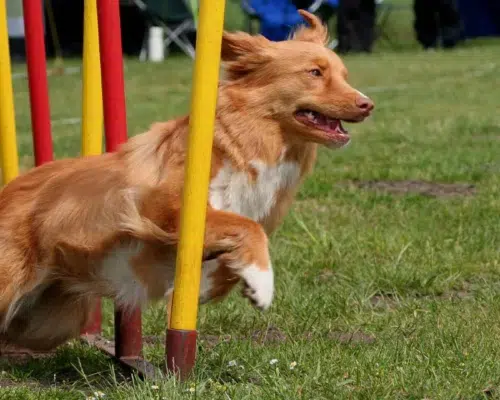 nova-scotia-duck-tolling-retriever-bei-agility