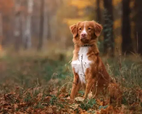 nova-scotia-duck-tolling-retriever-im-wald