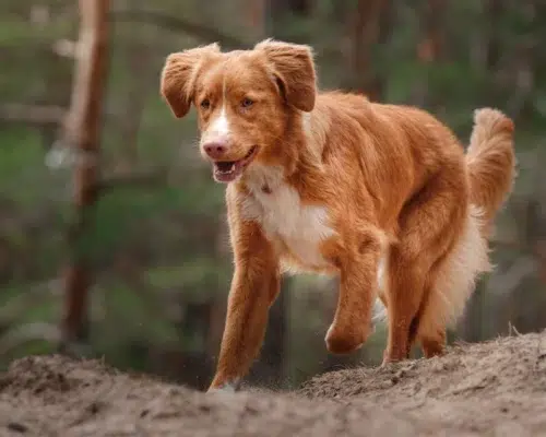 nova-scotia-duck-tolling-retriever-im-wald-unterwegs