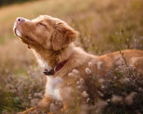 nova-scotia-duck-tolling-retriever-junghund-schnuppert