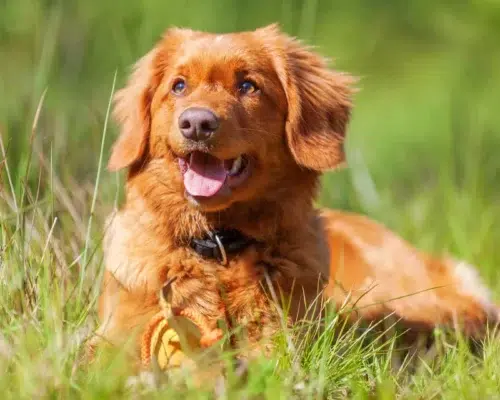 nova-scotia-duck-tolling-retriever-liegt-auf-wiese