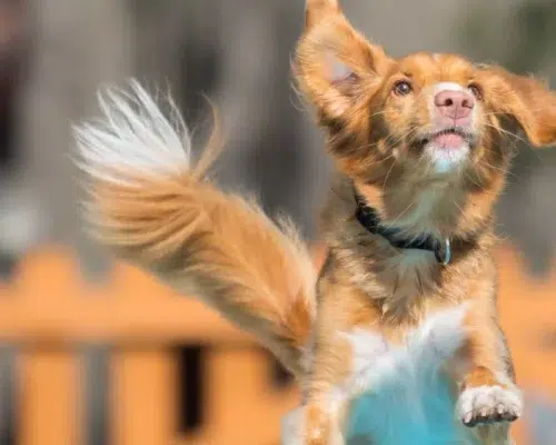 nova-scotia-duck-tolling-retriever-sprint-luft-spiel
