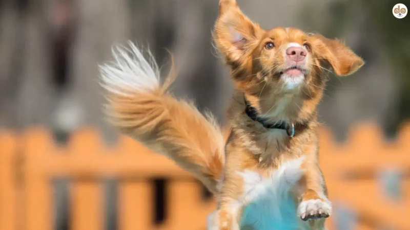 Können Hunde die Luft anhalten?