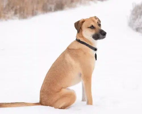 Hunderasse Black Mouth Cur