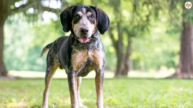 Hunderasse Bluetick Coonhound