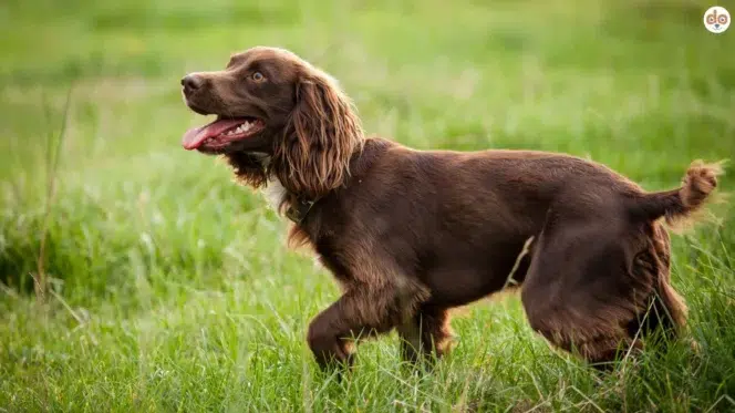 Hunderasse Boykin Spaniel