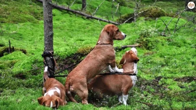 Hunderasse Schwedische Dachsbracke, Drever