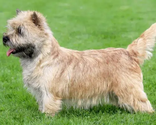 Hunderasse Norwich Terrier