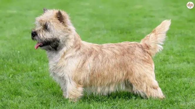 Hunderasse Norwich Terrier