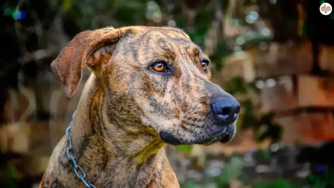 Hunderasse Plott Hound