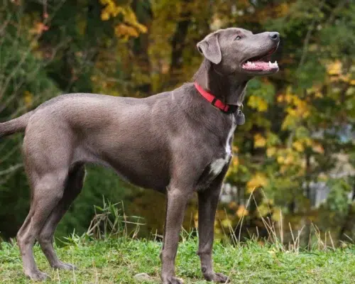 Hunderasse Texas Blue Lacy Dog