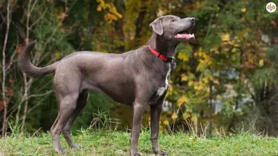 Hunderasse Texas Blue Lacy Dog