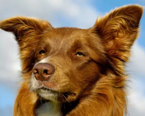 Red Border Collie entspannter Blick