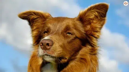 Red Border Collie entspannter Blick