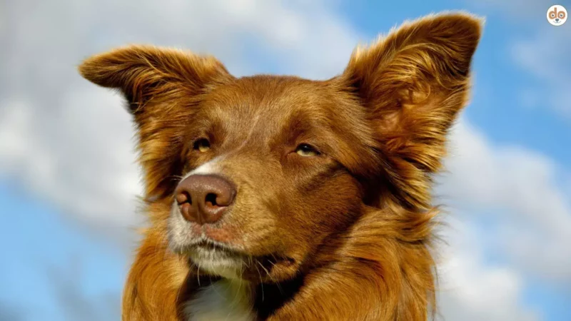Warum mir so mancher „Hüte“-Hund leid tut