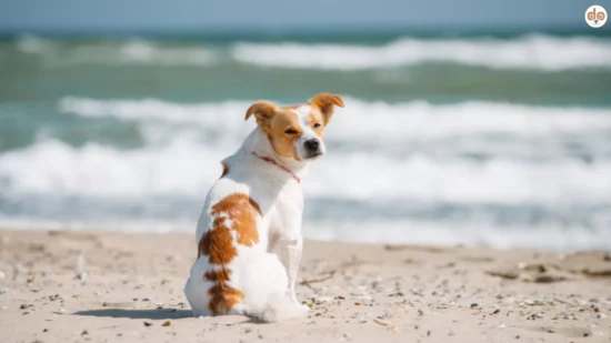Sommer mit Hund, Sandstrand mit Meeresbrandung im Hintergrund