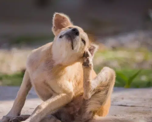 Hund sitzt und kratzt sich mit Hinterpfote am Kopf, Mögliche Ursachen für stumpfes Fell bei Hunden