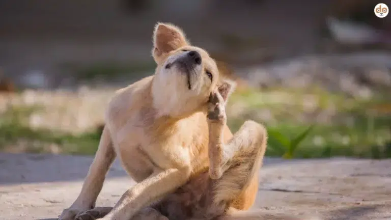Hund sitzt und kratzt sich mit Hinterpfote am Kopf, Mögliche Ursachen für stumpfes Fell bei Hunden