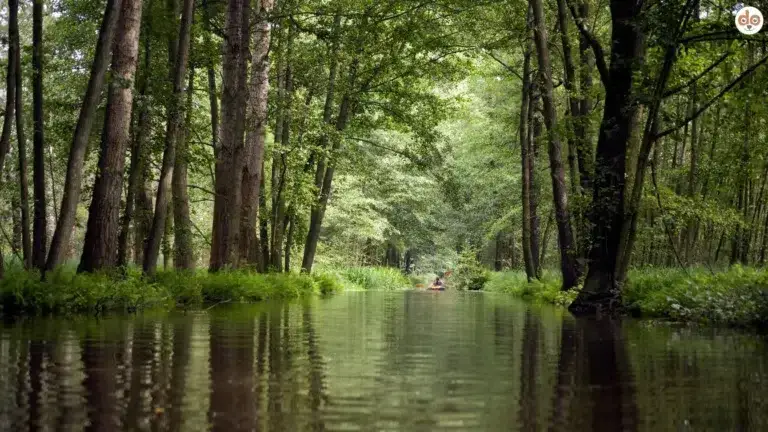 Fluss im Spreewald