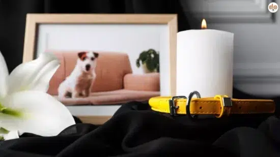 Hunde Andenken