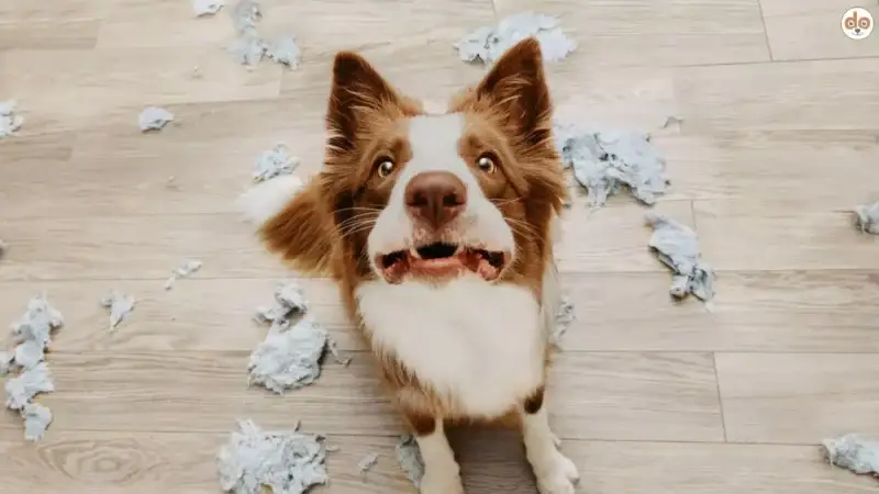 Trennungsangst bei Hunden: Ursachen, Symptome und Bewältigungsstrategien