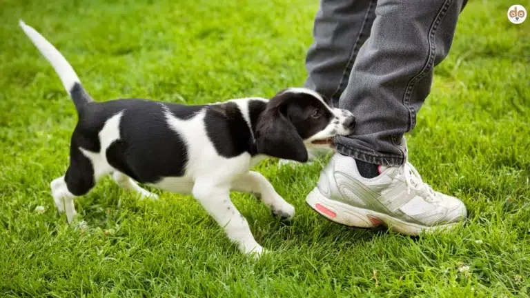 Hund schnappt nach Hosenbein
