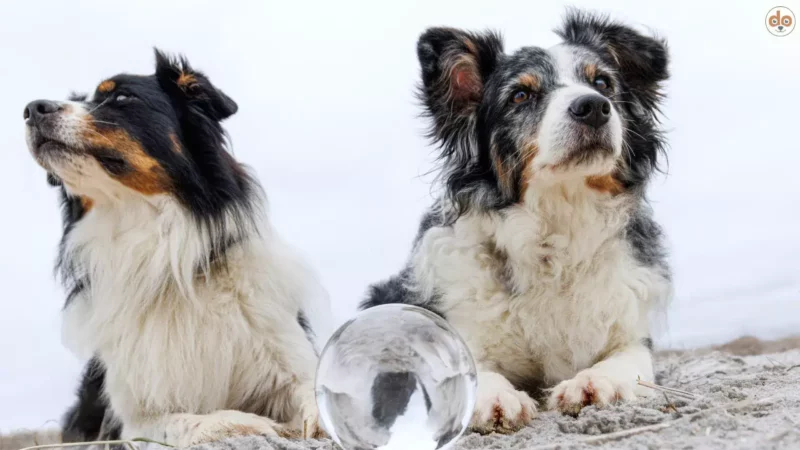 Zivilisationskrankheit beim Hund: Pankreatikopathie / Bauchspeicheldrüse