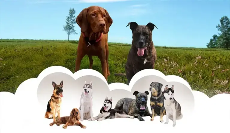 Hundeschule Wohnungswölfe - Hundeschule Wohnungswoelfe