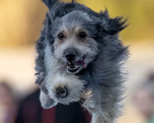 Agility Hund rennt