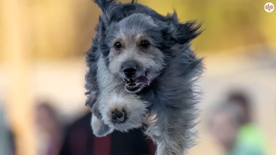 Agility Hund rennt