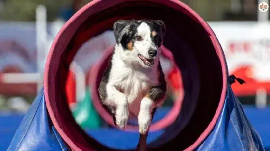 Hund rennt aus Agility Röhre