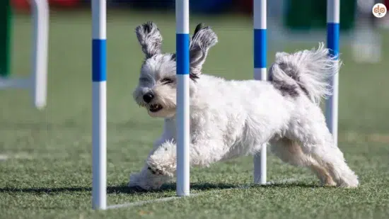 Agility Slalom