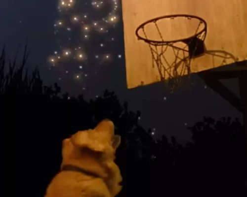 Air Bud