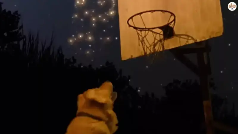Buddy aus Air Bud (1997): Der sportliche Golden Retriever, der die Herzen eroberte