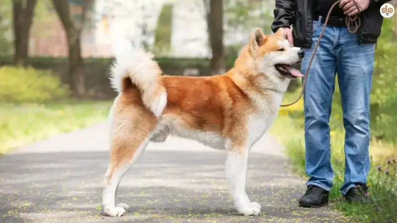 Wesensbeurteilung von Hunden: In Deutschland, Österreich und der Schweiz