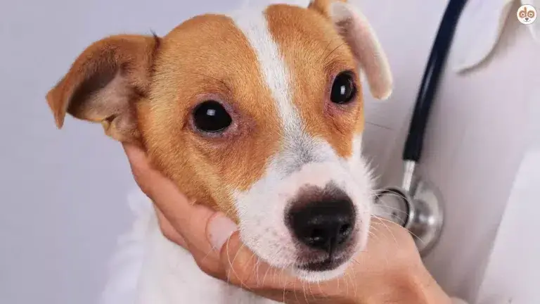 Ambrosia Allergie Hund