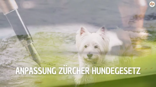 Anpassung Zürcher Hundegesetzt