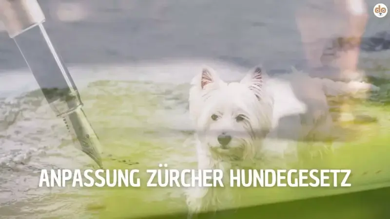 Anpassung Zürcher Hundegesetzt