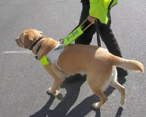Assistenzhund