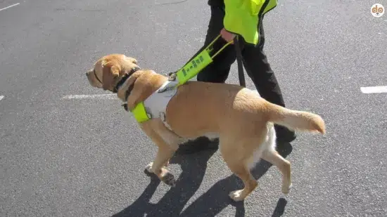 Assistenzhund